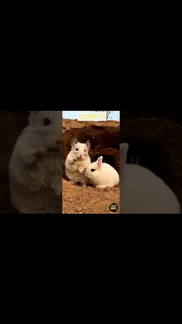 Best Funny Cat And Dog Videos - funny animals - funny cats / dogs - funny animal videos #413