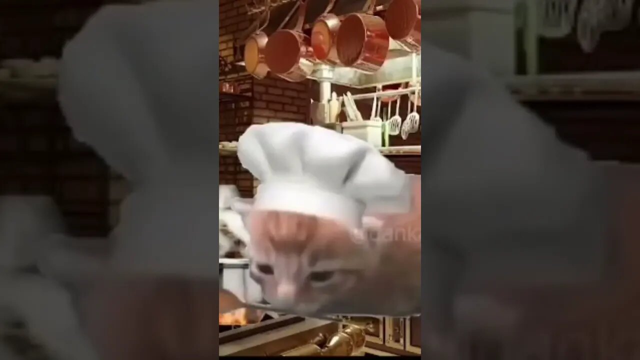 kittens chefs makes pizza! #shorts #kittens #kitten #cat #memes #viral #short #pizza #amv #youtube