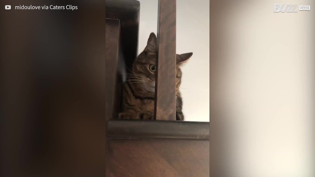 Gato fica com a cabeça presa nas escadas