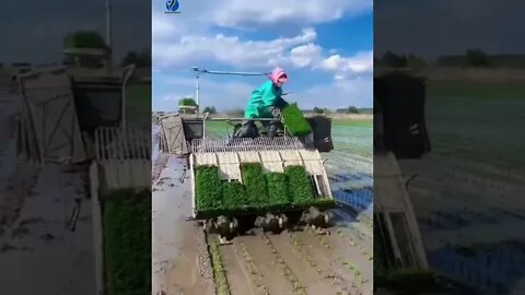 Rice Farming