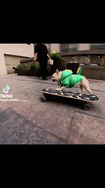 French bulldog skating
