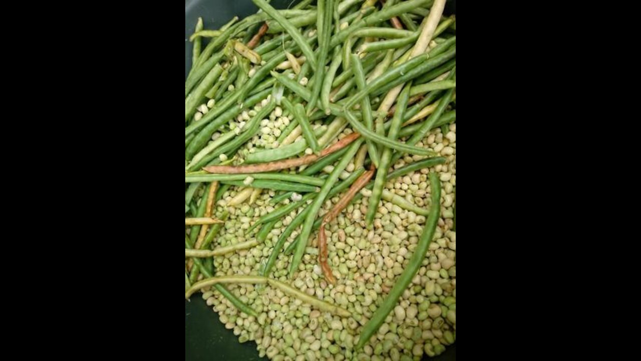 Can't Beat Garden Green Beans Y'all, CVC's Southern Cooking Like Mama did!