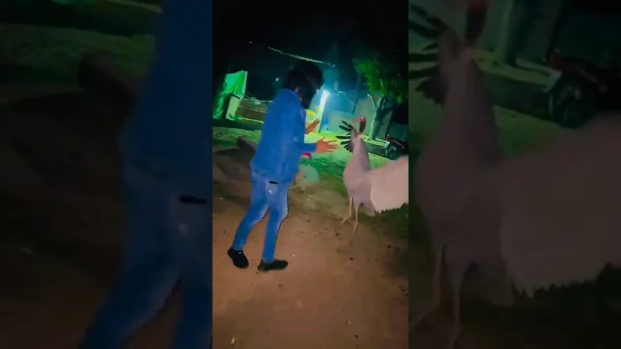 Arif Saras Enjoying the Evening #sarasarif #subscribe #arifsaras #viral #shorts #short #share #like