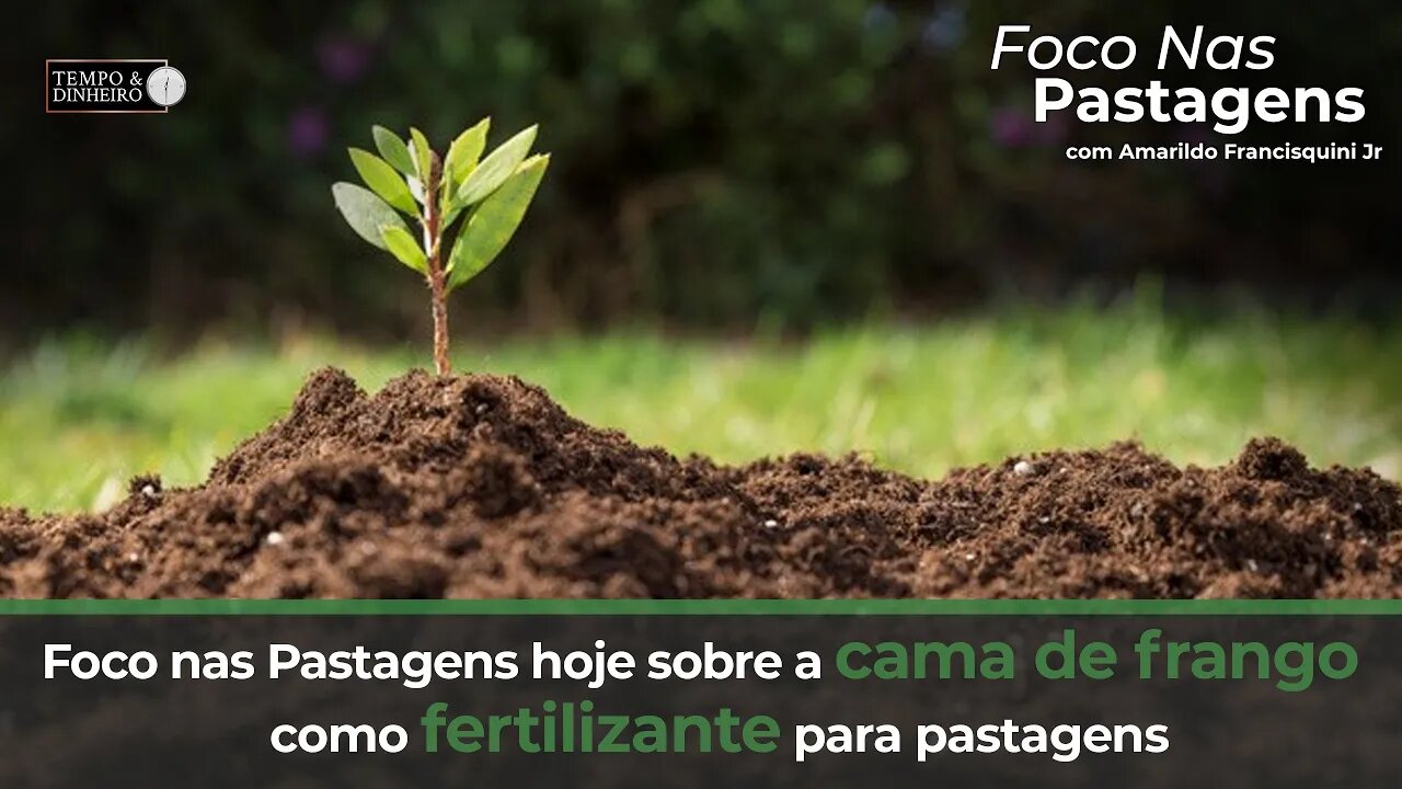 Foco nas Pastagens hoje sobre a cama de frango como fertilizante para pastagens
