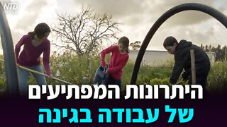 היתרונות המפתיעים של עבודה בגינה