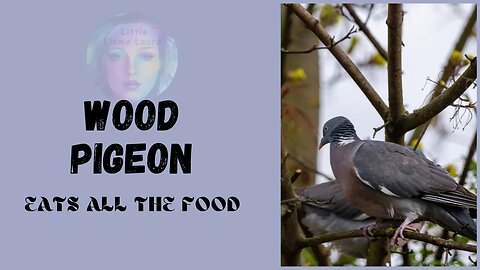 wood pigeon eating all the food