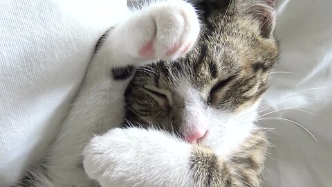 Adorable Small Cat Sleeps with the Paws on His Face