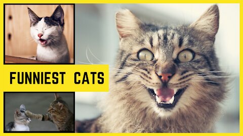 Funniest cats 😹 - try not to laugh 😂 - Life of funny cats