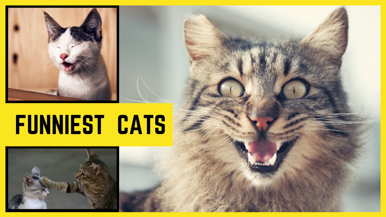 Funniest cats 😹 - try not to laugh 😂 - Life of funny cats
