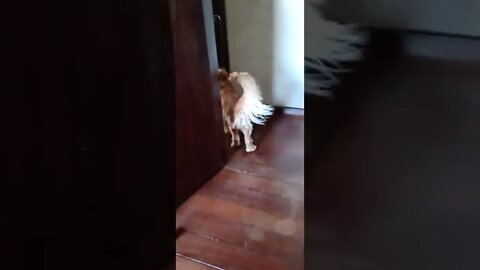 golden dog , shorts