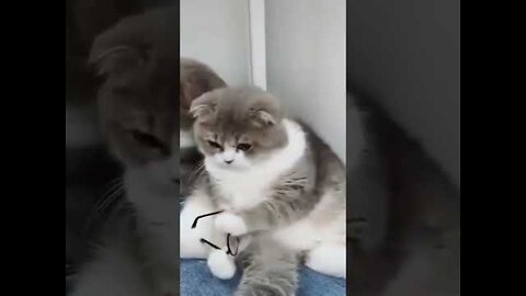 Funny Cat Videos