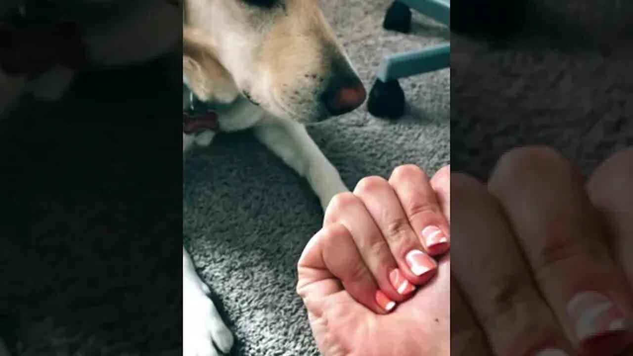 dog trying to open his owner palm #petvideos #funnyvideo