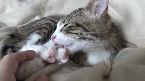 Baby Cat Rudolph Is Cleaning His Fur