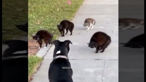 Dog Tried To Pull Up On Some Cats But They Wasn't Having it!