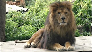 The look of the King of Beasts
