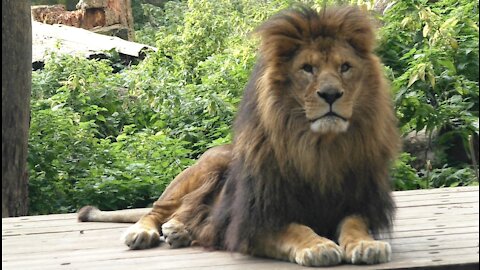 The look of the King of Beasts