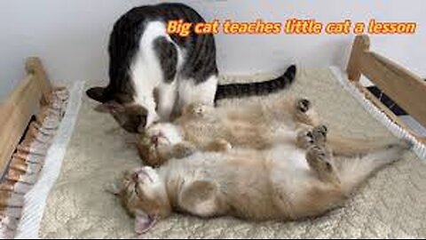 The grown-up kitten bullies the cat father. The cat father teaches the kitten a lesson.Funny cat