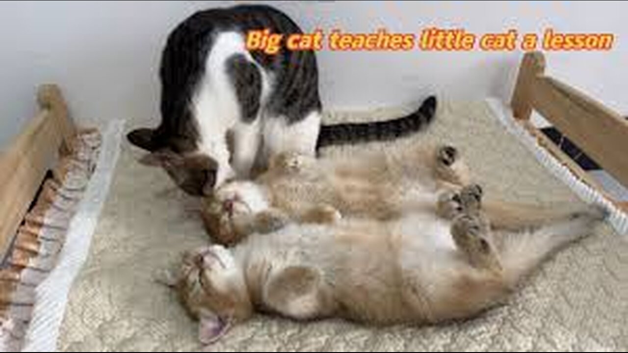 The grown-up kitten bullies the cat father. The cat father teaches the kitten a lesson.Funny cat