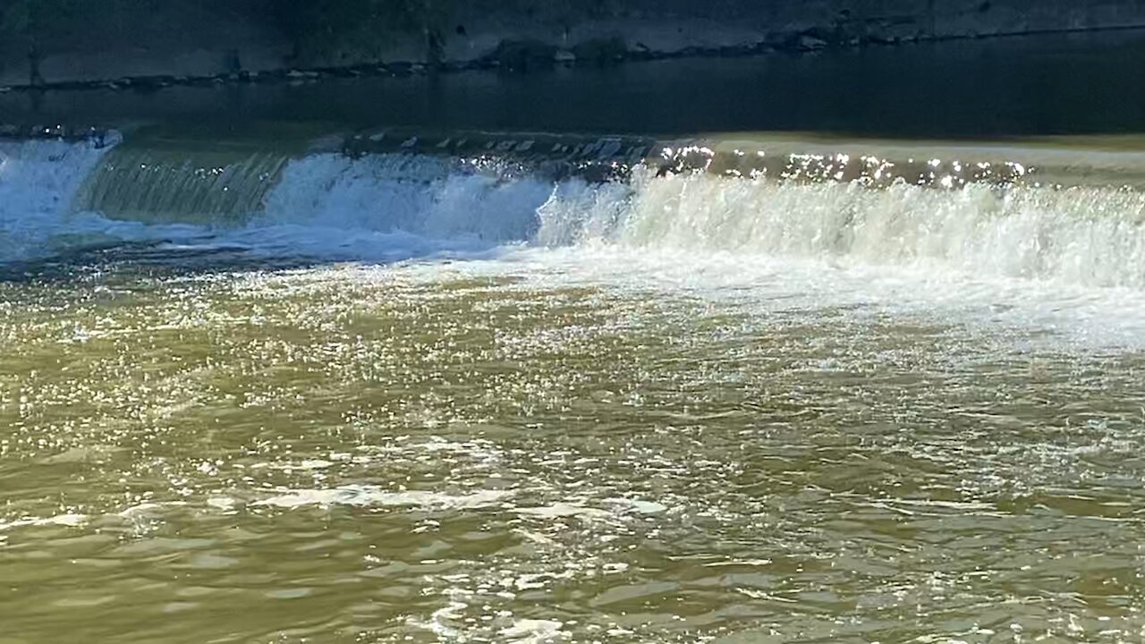 2021 Salmon run Humber River 51