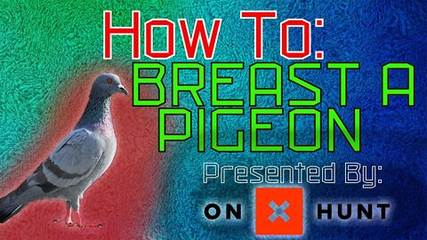 How To Field Dress A Pigeon - Outdoor Education Series