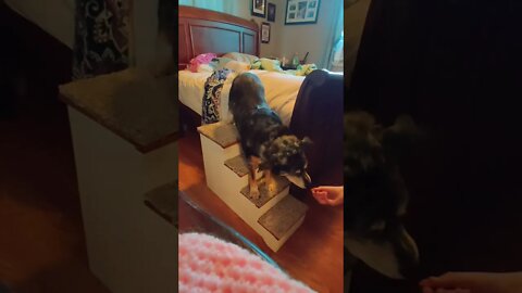16 Year Old Dog Tries New Steps