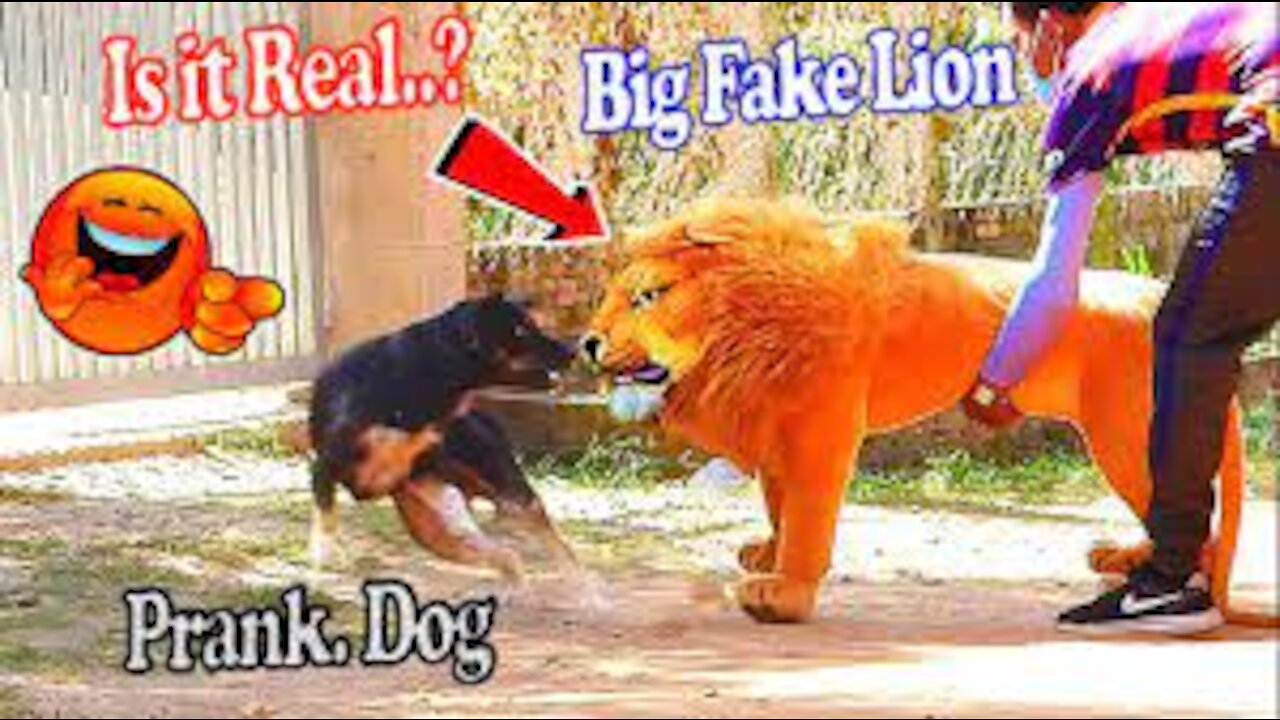 Troll Prank Dog Funny & fake Lion and Fake Tiger Prank To dog ,Huge Box Prank.Troll Video,Ep56_Troll