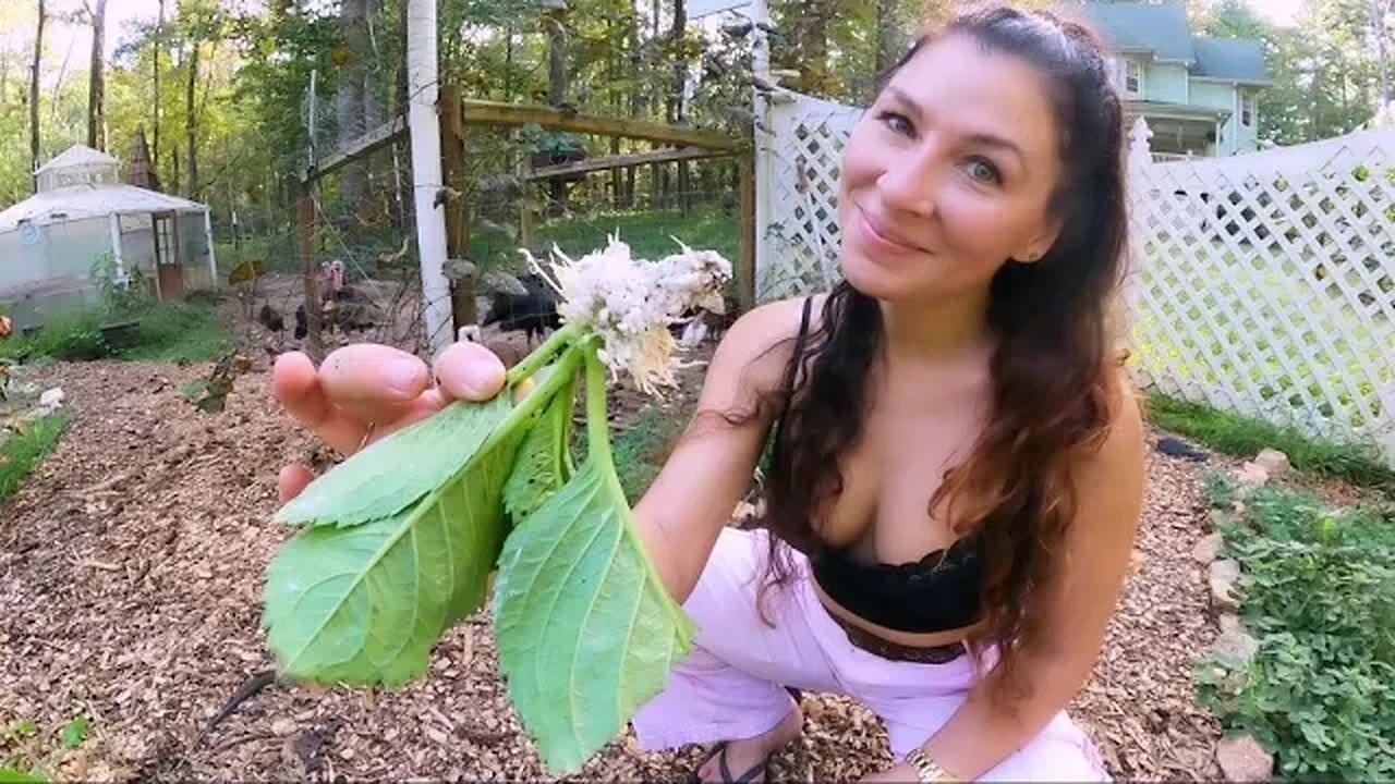 The Hydrangeas Rooted and Turkey on the Run/Real Life on the Homestead