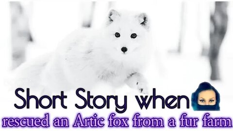 Winterfell the Artic fox rescue day 1 & day 4 (she is a fur farm rescue) old video clips of mine