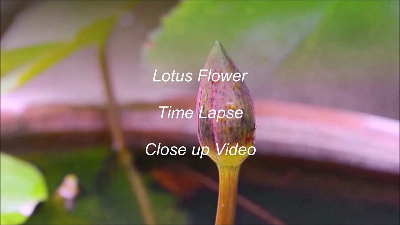 Lotus Flower Time lapse and close up video