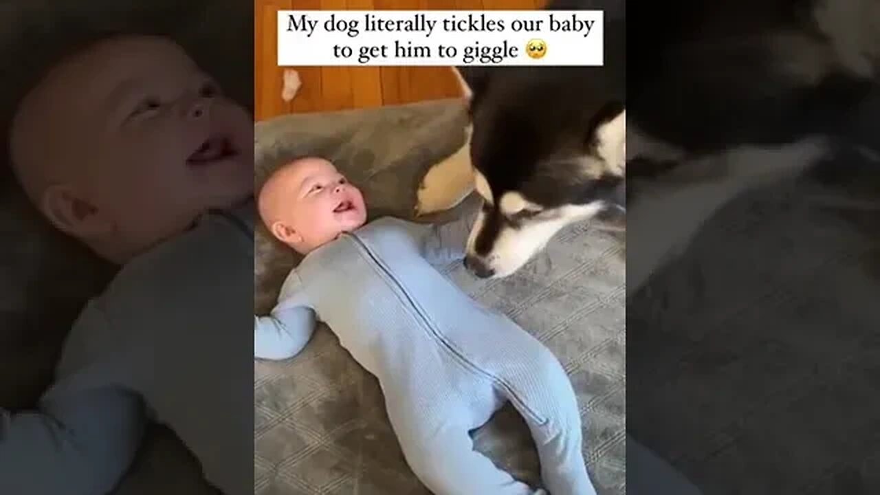 Dog learns to tickle a baby