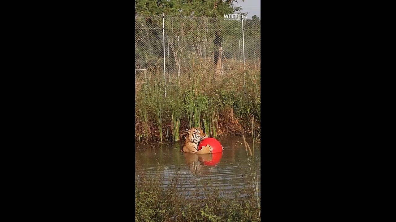 Funny tiger 🐯