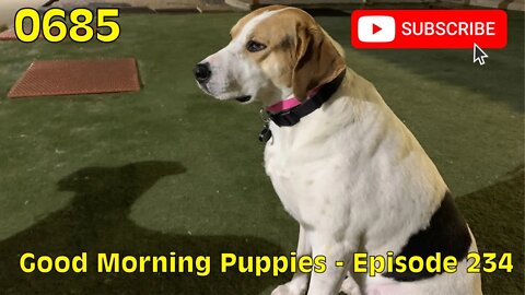 [0685] GOOD MORNING PUPPIES - EPISODE 234 [#dogs #doggos #doggies #puppies #dogdaycare]