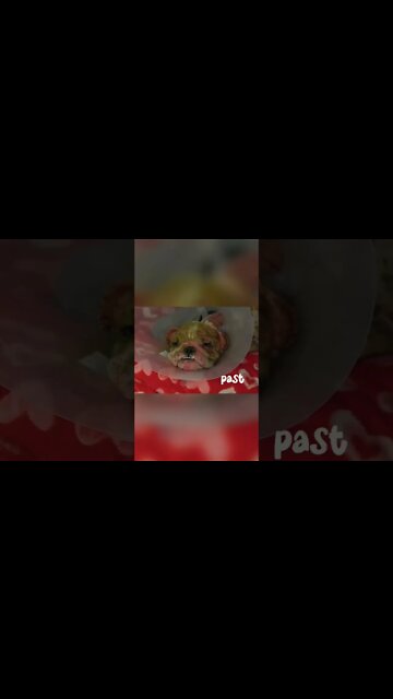 The Puppy's Suffering Past and Present