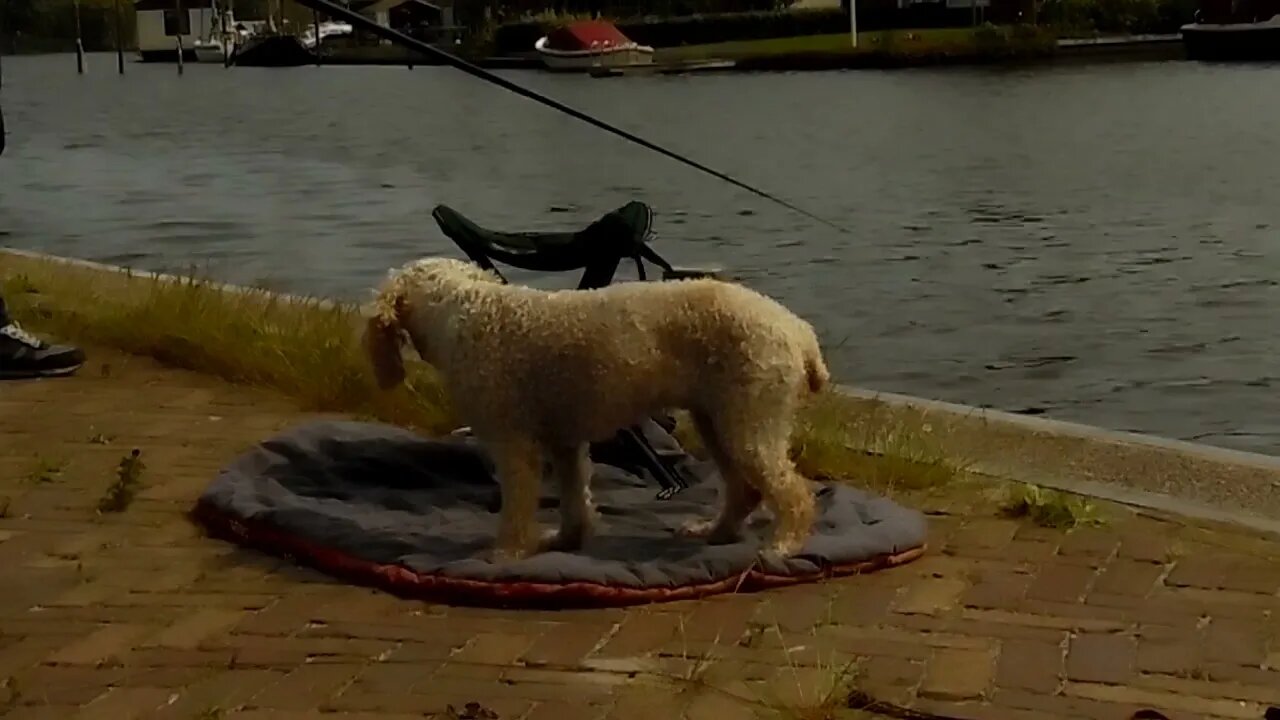 Pip bij Sânepoel kanaal Uitwellingerga