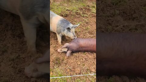 Pigs getting Comfortable @UncleTimsFarm #kärnəvór