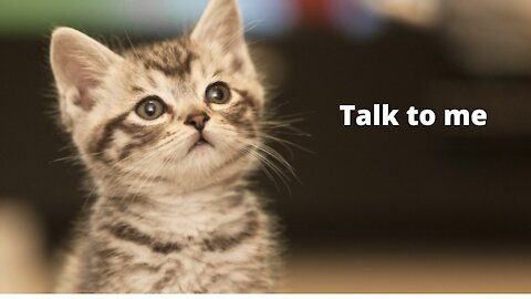 Cats talking !! these cats can speak english better than a teacher