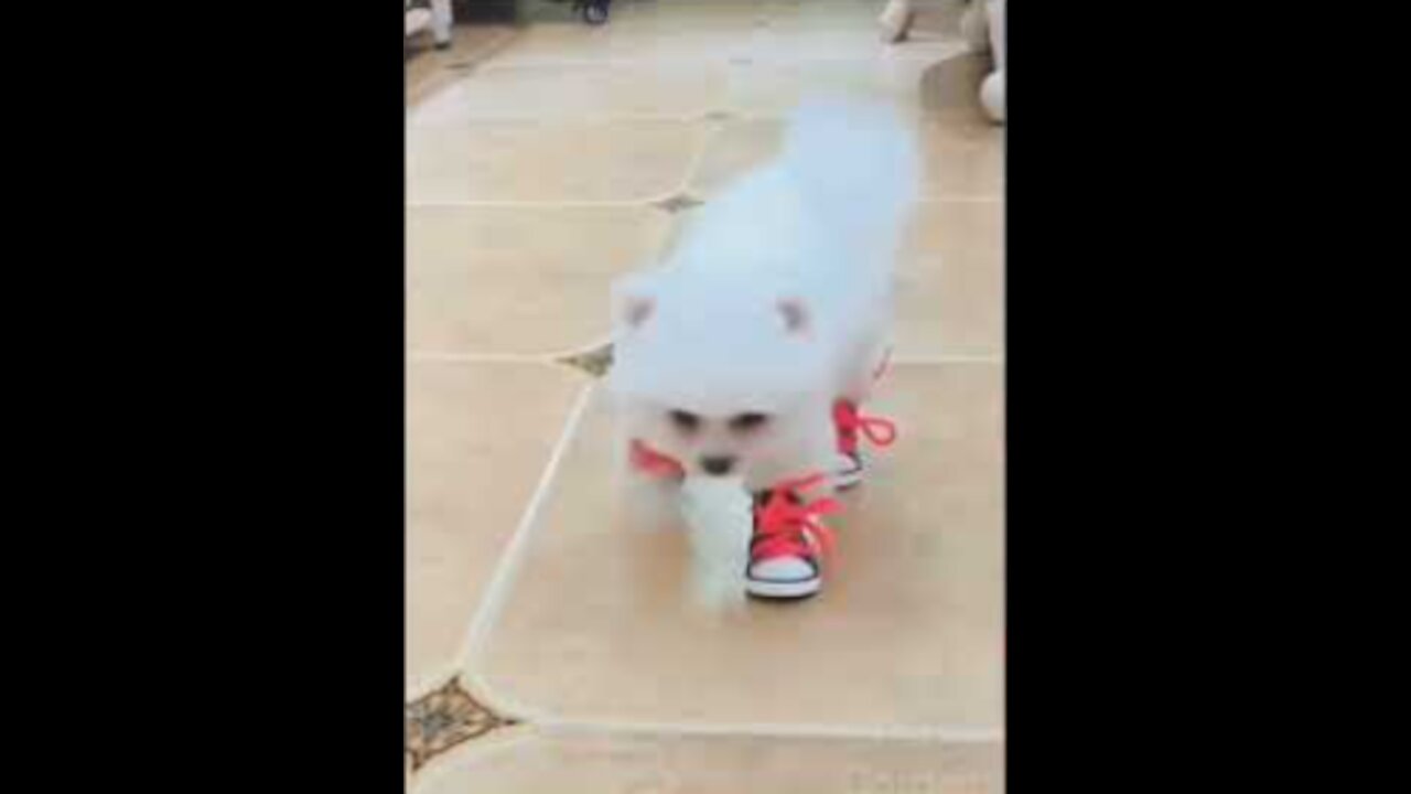 Funny Pet Animals!!!! Cute Dog and Cat Compilation Videos #shorts