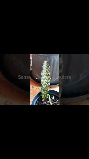 sansevieria#shorts