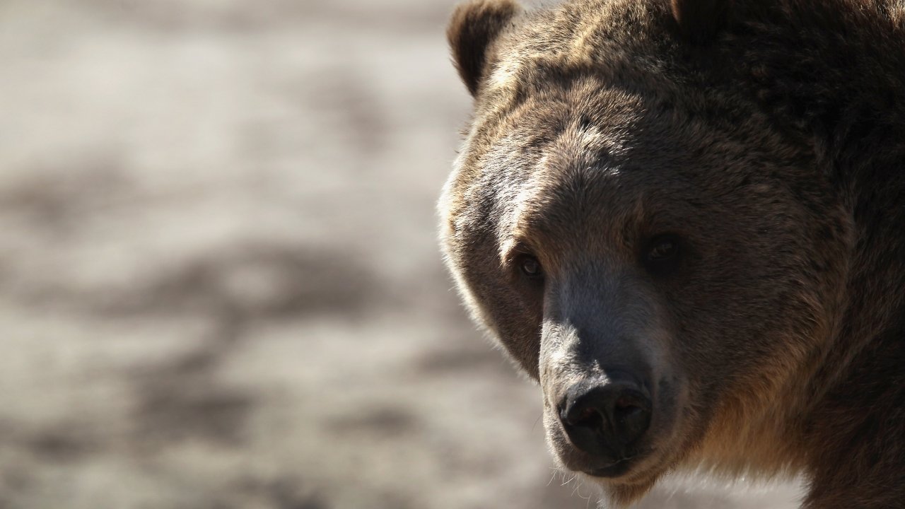 Federal Judge Halts Planned Grizzly Bear Hunts