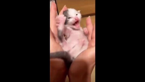 Cute Little Cat Video