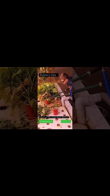 Harvesting With My Son