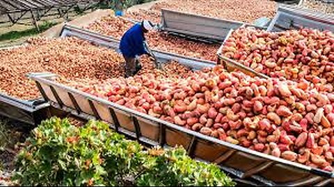 Macadamia, Cashew, Pistachios Harvesting - How Farmers Harvest Millions Tons Of Nuts - Nuts Factory