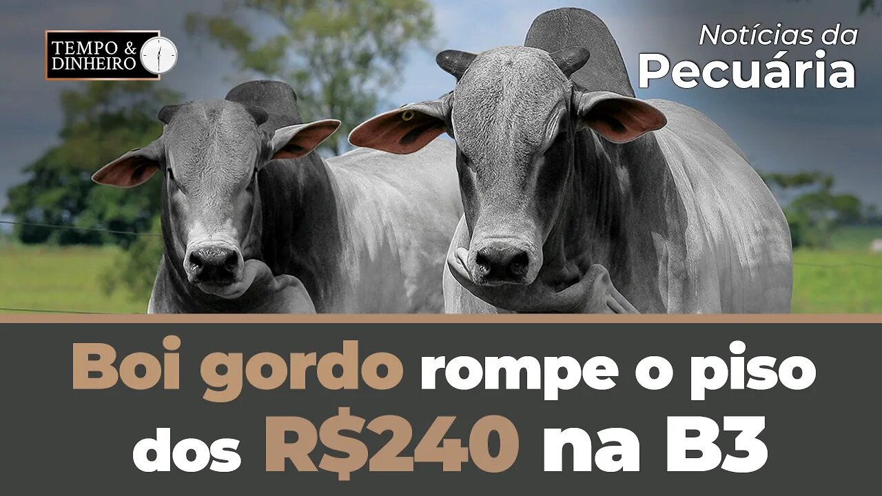 Boi gordo rompe o piso dos R$240 na B3 e recua em 11 praças pecuárias. Mercado com Sergio Braga