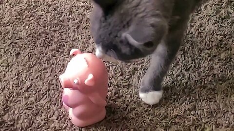 Cat & Pig.......20220606 🐷💨🙀😾😆😅🤣😂😹