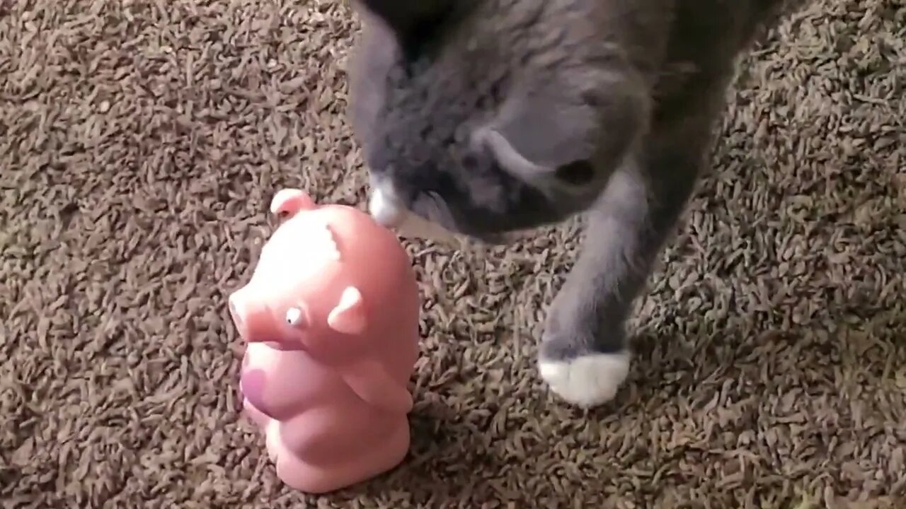 Cat & Pig.......20220606 🐷💨🙀😾😆😅🤣😂😹