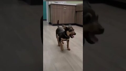 funny dog Dance video #viral #shorts