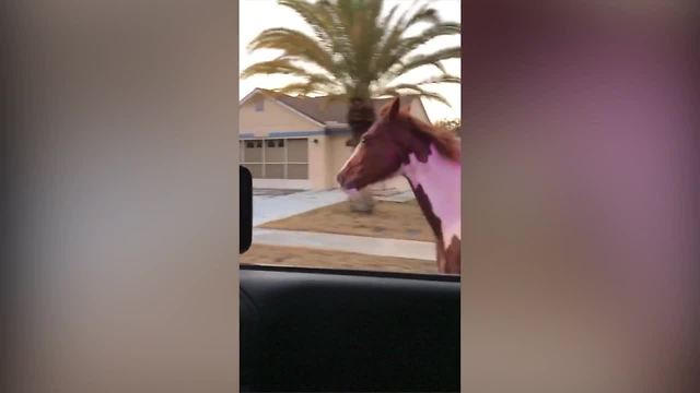 Pasco deputy attempts to pull over runaway horse
