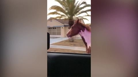 Pasco deputy attempts to pull over runaway horse
