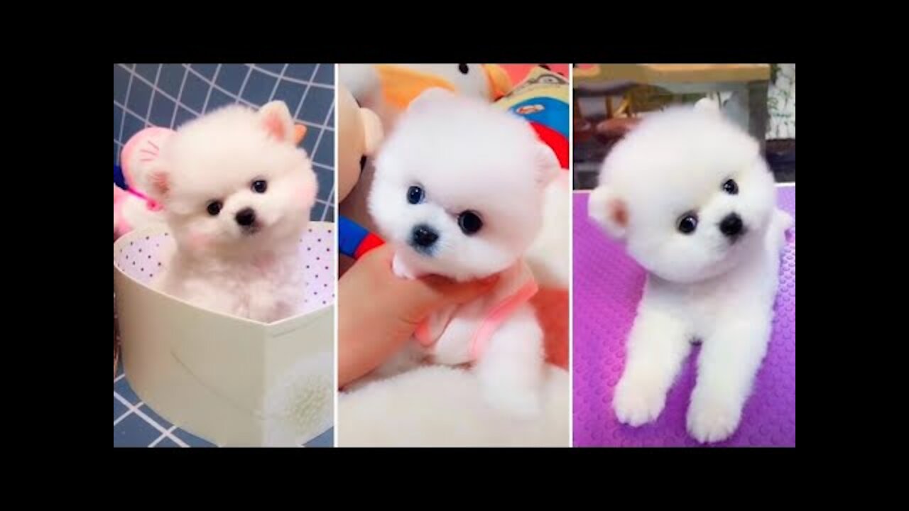 Most Famous Pomeranian TikTok Compilation 2022