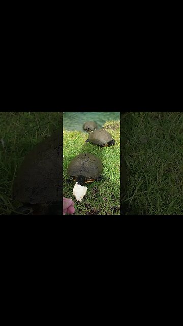 Hand Feeding Wild Turtles #shorts